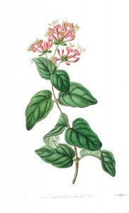 Vintage botanical print