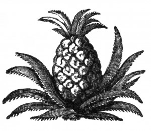 Vintage Clip Art Pineapple Illustration