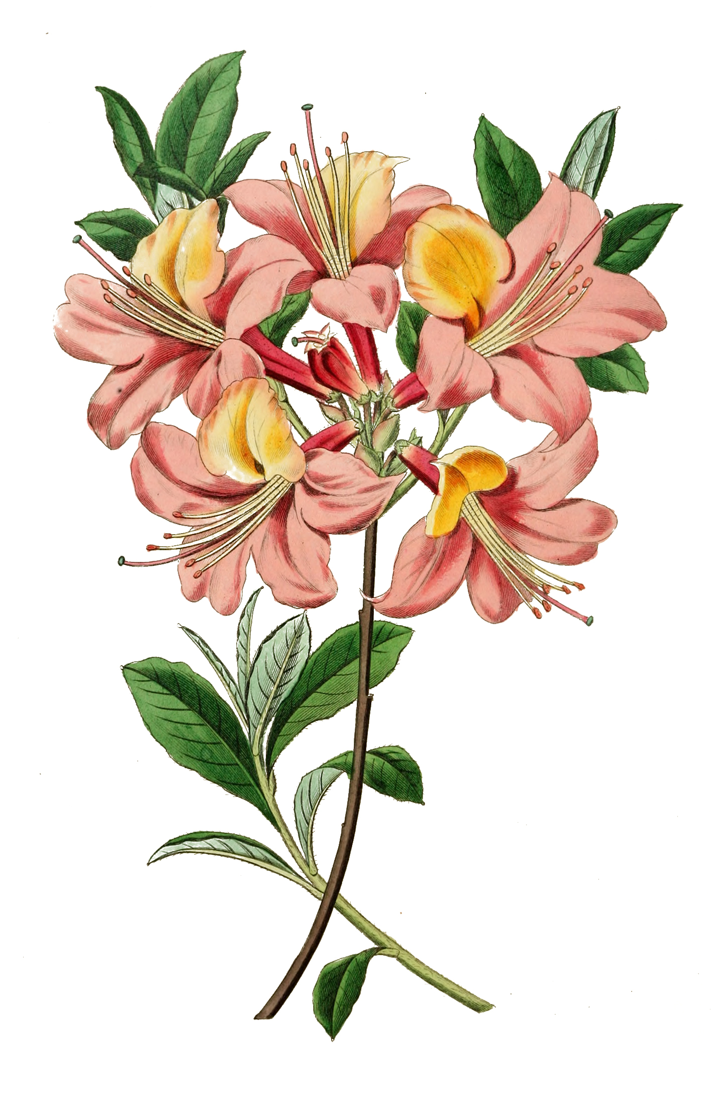Vintage Illustration - Botanical Print - The Graffical Muse