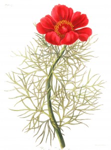Free Vintage Botanical Prints