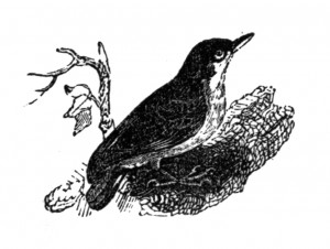 Vintage Clip Art - Bird Illustration