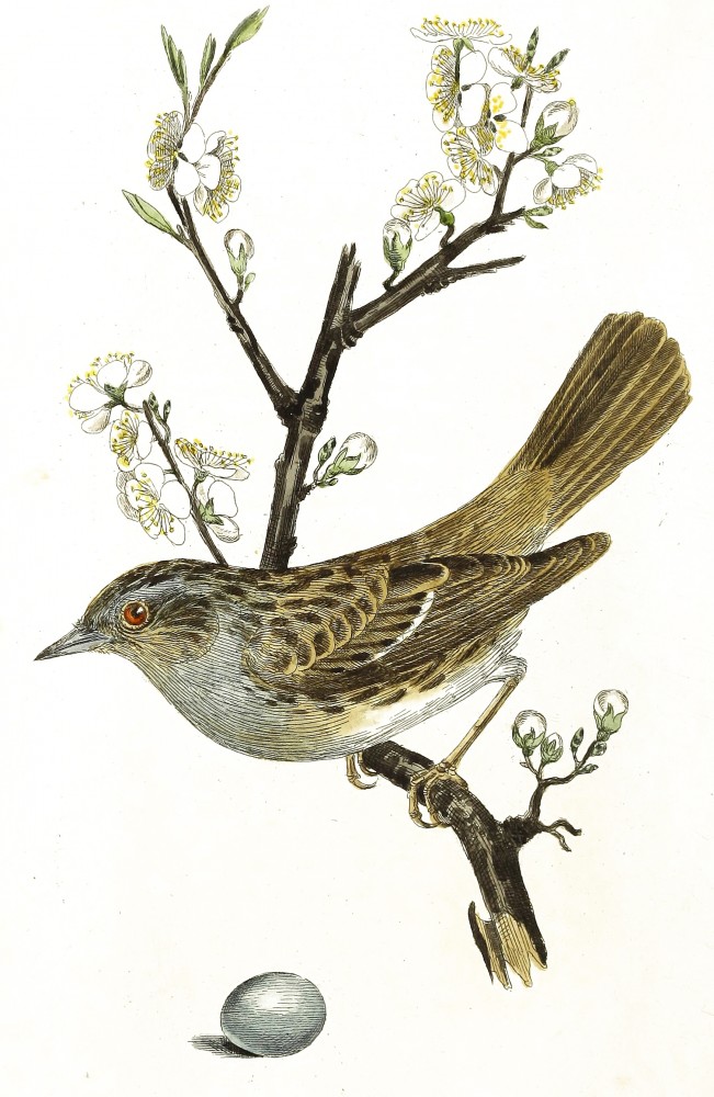 Free Vintage Bird Graphic - The Graffical Muse