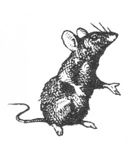 Free Vintage Graphic - Tiny Mouse Clip Art