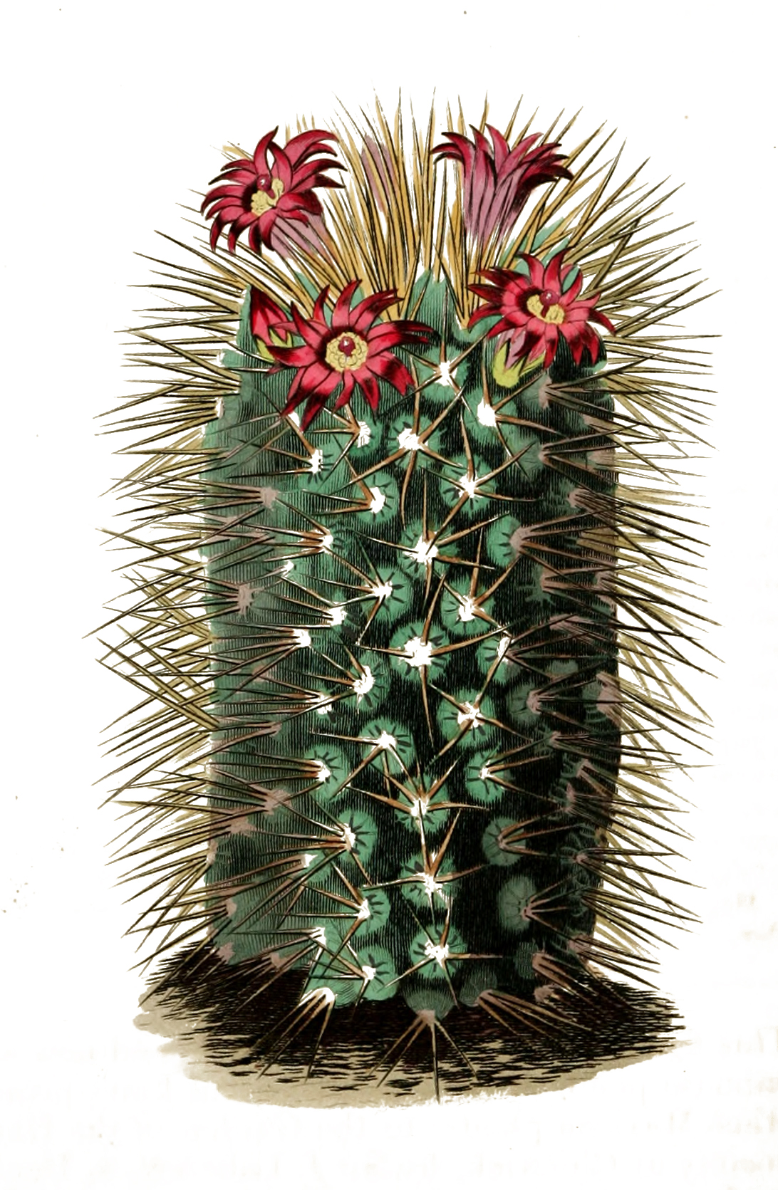 http://www.grafficalmuse.com/wp-content/uploads/2015/06/Vintage_Botanical_Print_Cactus.jpg