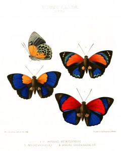Vintage Exotic Butterfly Print