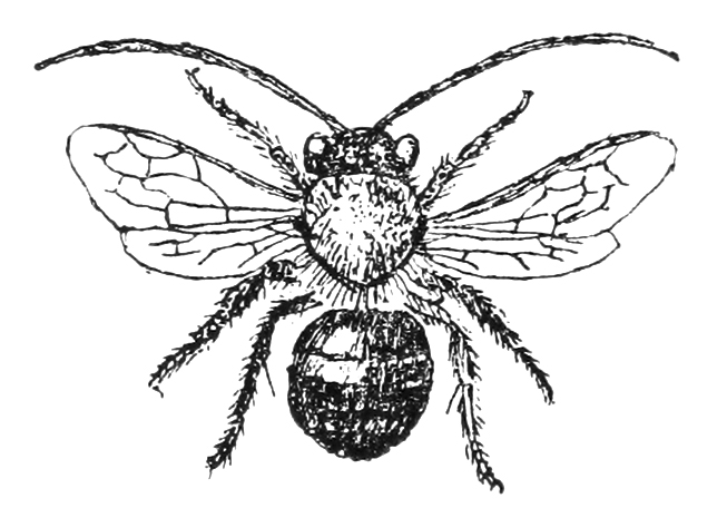 vintage bee clip art free - photo #3