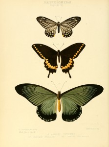Free Vintage Butterfly Print