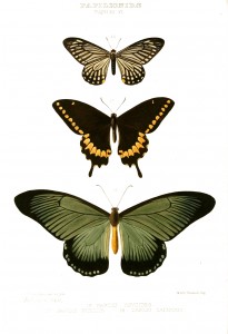 Free Vintage Butterfly Print