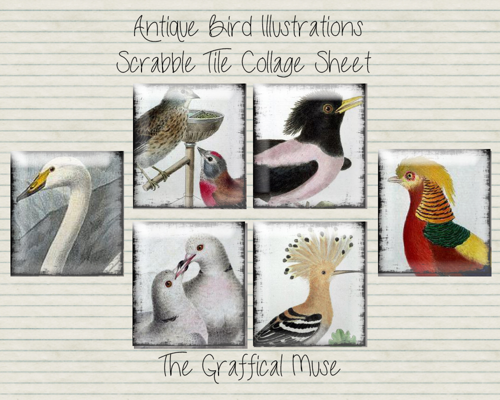 Vintage Bird Illustrations Scrabble Tile Digital Collage Sheet