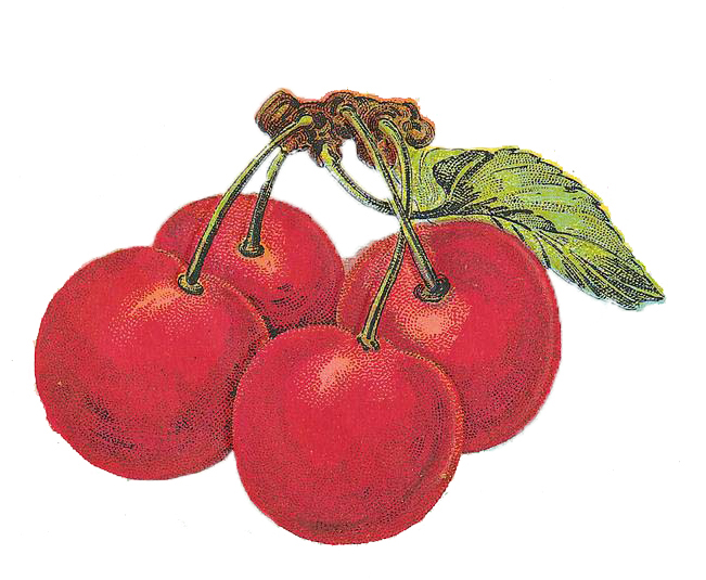 Vintage Cherries Illustration from a Canning Label
