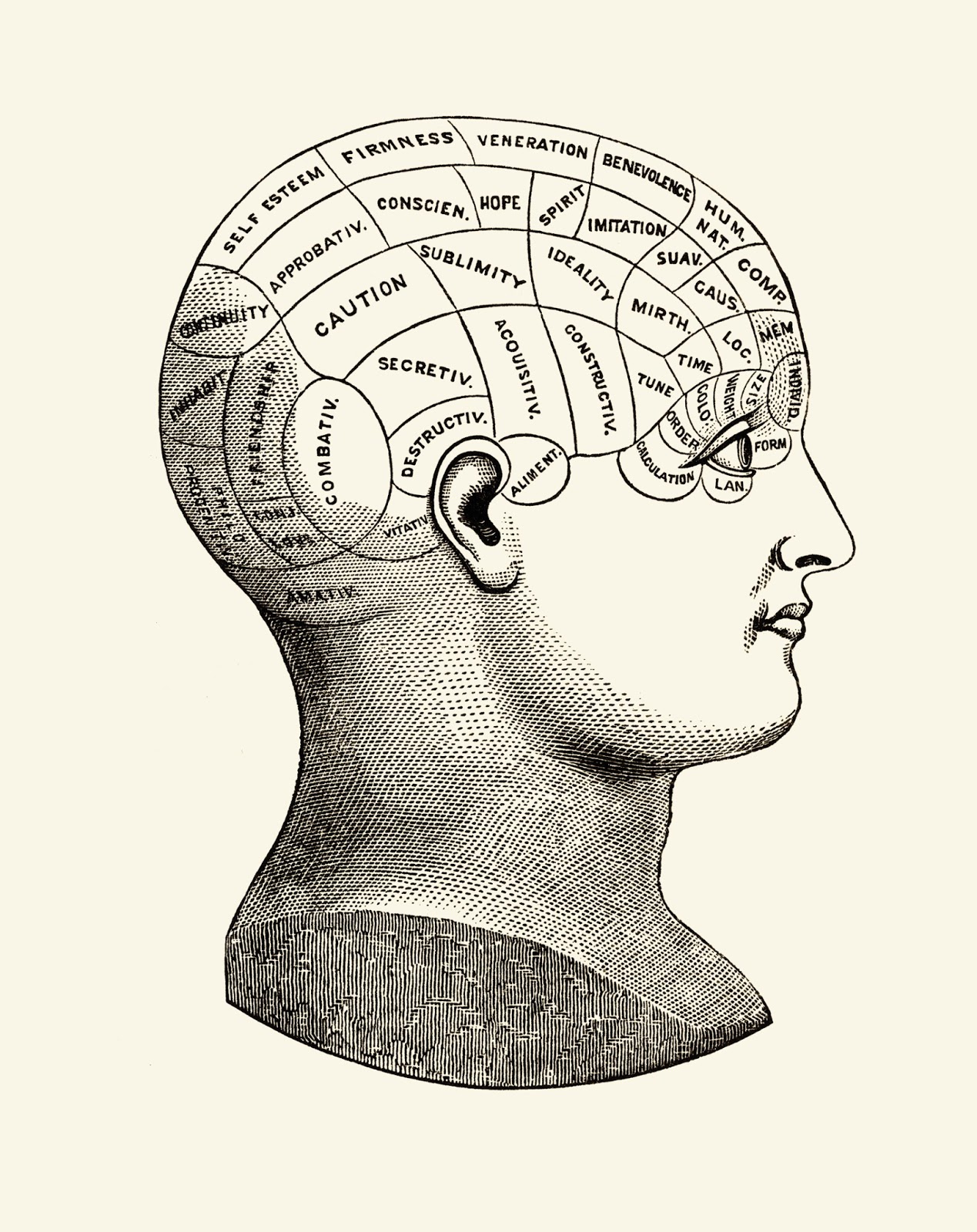 Vintage Phrenology Chart