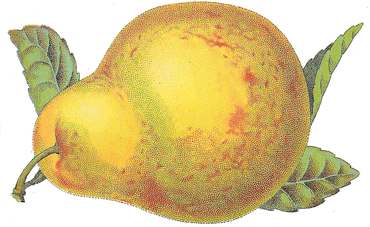 Vintage Pear Illustration from Canning Label.