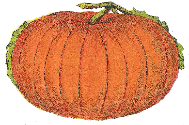 Vintage Pumpkin Illustration from Canning Label