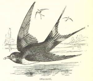 Vintage Sparrow Illustration - Original