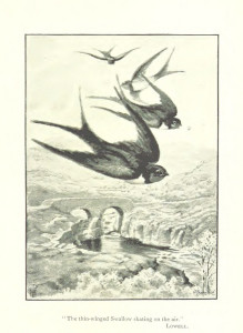 Vintage Sparrow Illustration 2 - Original