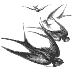 Vintage Sparrow Illustration 2