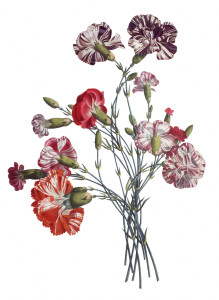 Free Vintage Images - Flower bouquet