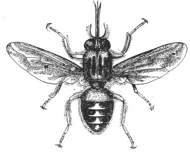 Vintage Bee Illustration