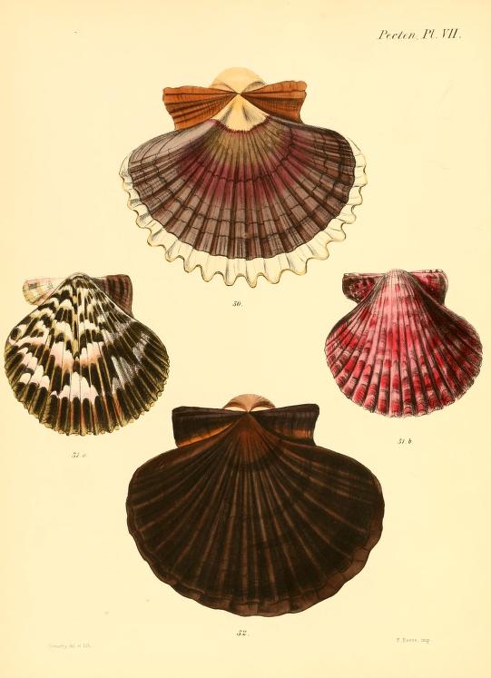 Vintage Seashell Print 1