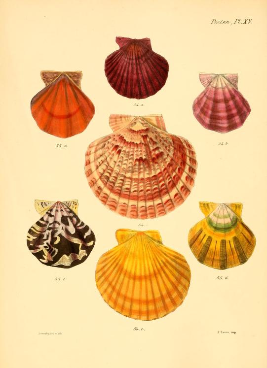 Vintage Seashell Print 2