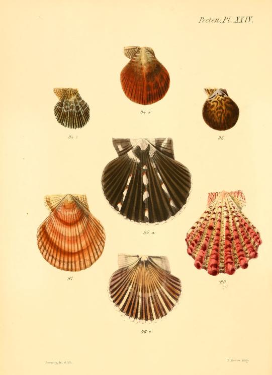 Vintage Seashell Print 3