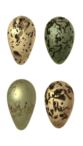 Vintage Bird Eggs Illustration