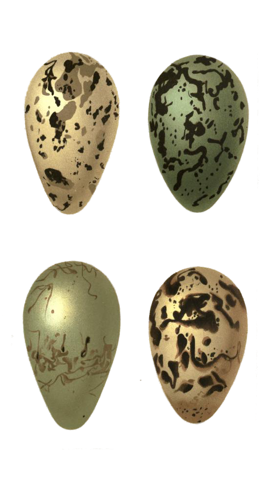 Vintage Bird Eggs Illustration