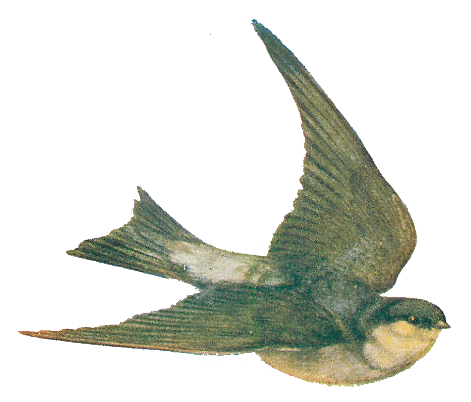 Vintage Bird Illustration