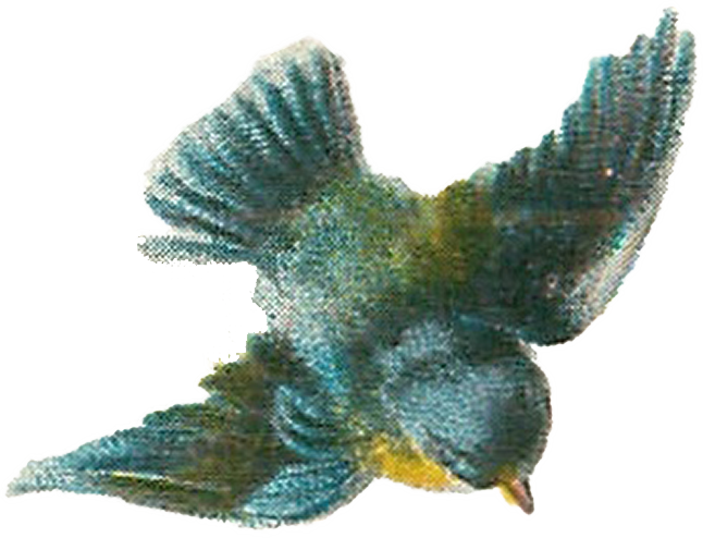 Vintage Bird Illustration