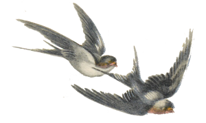 Vintage Bird Illustration