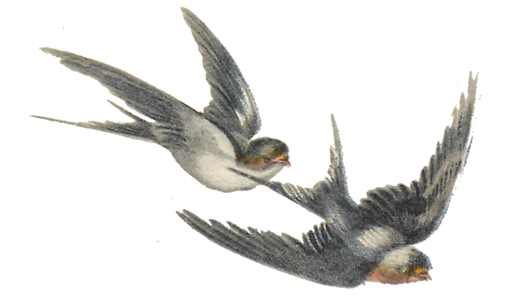 Vintage Bird Illustration