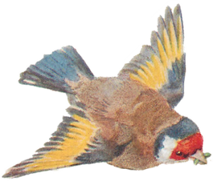 Vintage Bird Illustration