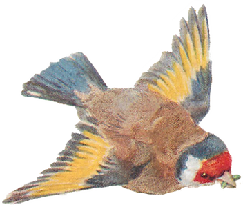 Vintage Bird Illustration