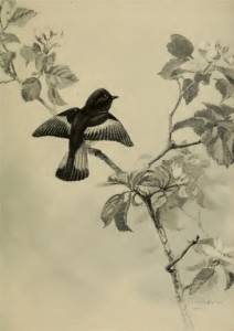 Vintage Bird Illustration