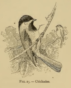 Vintage Bird Illustration