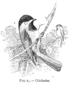 Vintage Bird Illustration