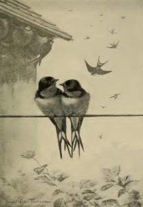 Vintage Bird Illustration