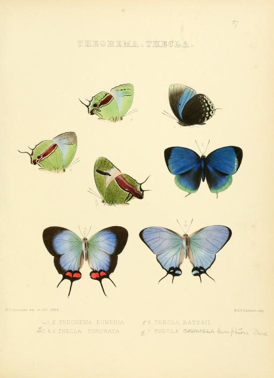 Vintage Butterfly Illustrations