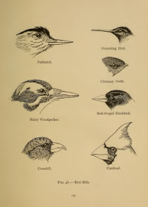 Vintage Bird Illustration