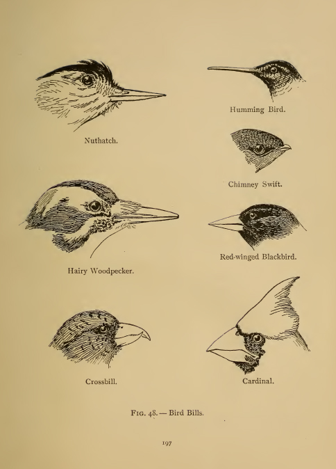 Vintage Bird Illustration