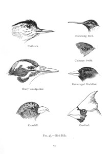 Vintage Bird Illustration