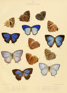 Vintage Butterfly Illustrations