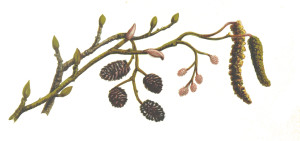 Vintage Botanical Print