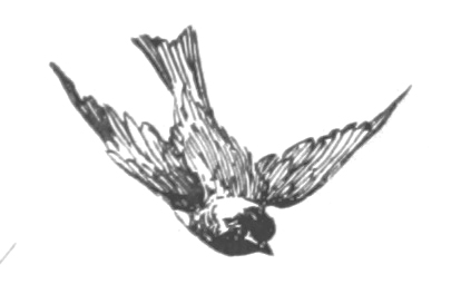 Vintage Bird Clipart