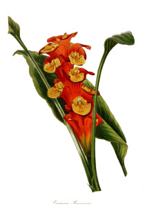 Vintage Flower Print Clip Art