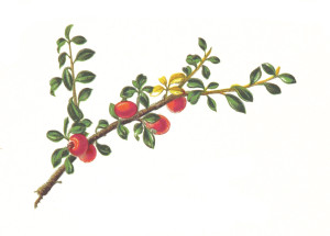 Vintage Botanical Print