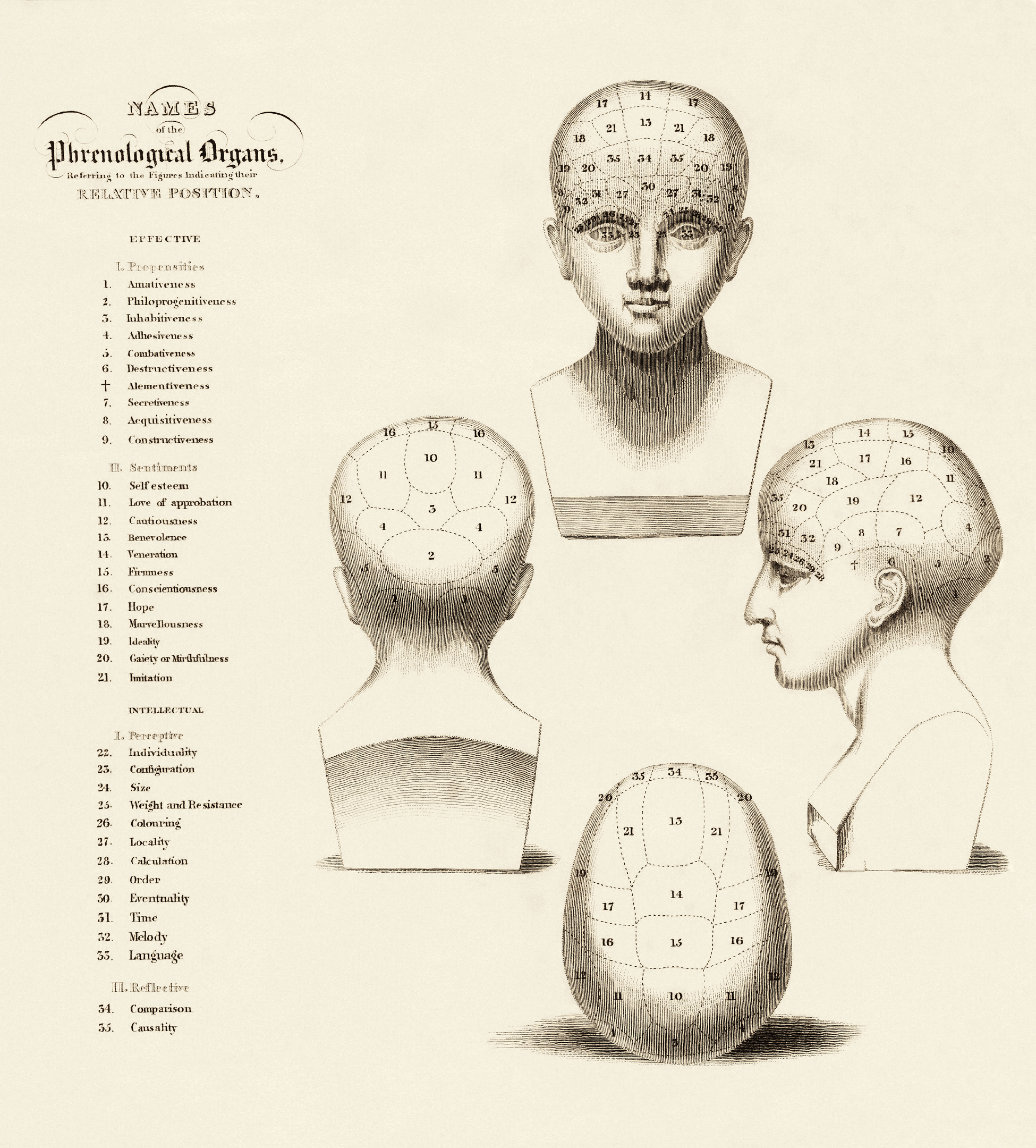 Vintage Phrenology Chart