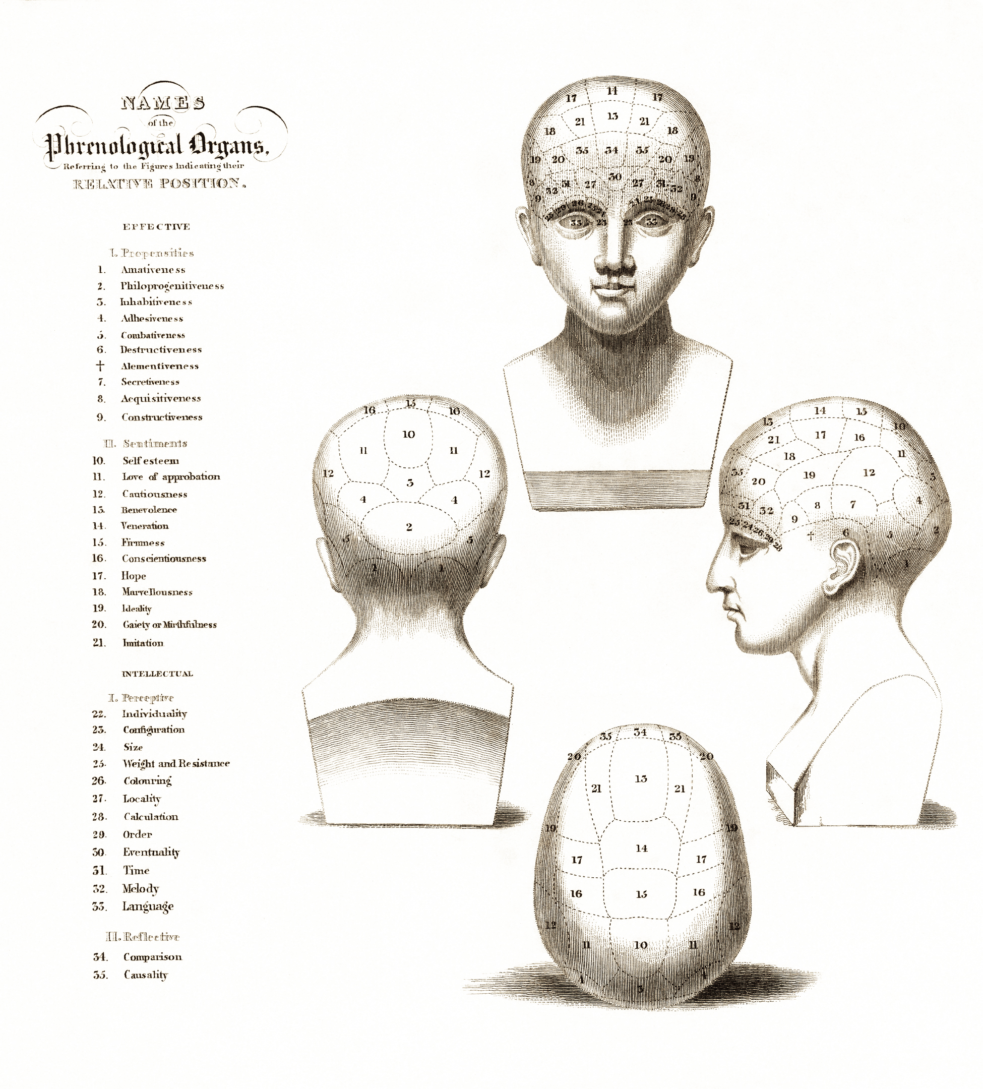 Vintage Phrenology Chart