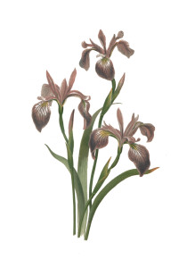 Vintage Floral Print