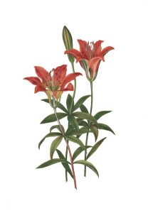 Vintage Floral Print